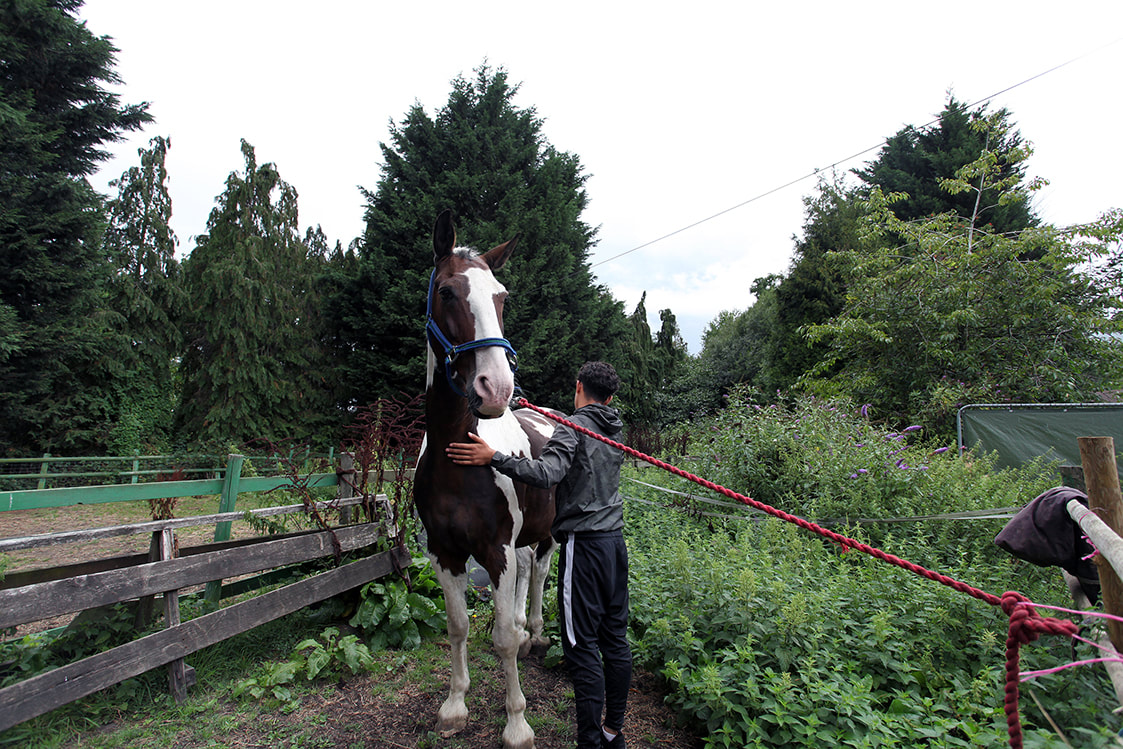 Picture of young person grooming a horse at The Heart Centre © Big Leaf Foundation